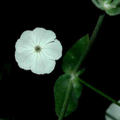 Lichtnelke_bei_Nacht_..._27-06-05.jpg
