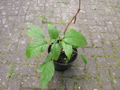 Hydrangea_aspera_Kawakamii_pur.jpg