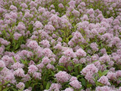 Ceanothus_Marie_Simon.jpg