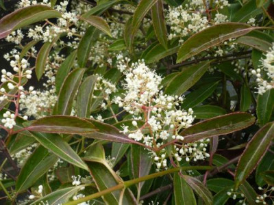 Viburnum_henryi2.jpg
