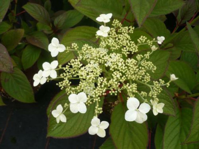 H._heteromalla_Nepal_Beauty.jpg