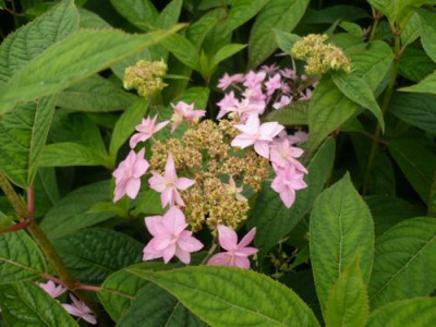 H._serrata_Prolifera2.jpg
