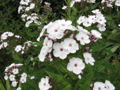 Phlox_kleinblutig_fruh_130705.jpg