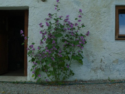 Malva_sylvestris.jpg
