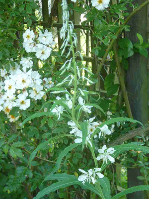 Epilobium_wei_P10705101.jpg