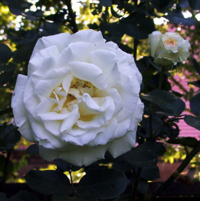 DSCN4987002.jpg