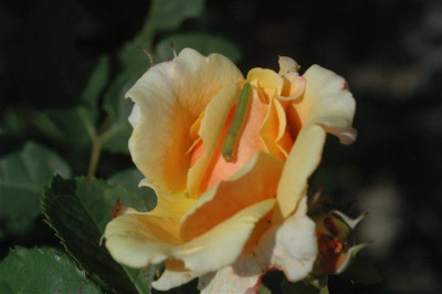 C8013_Small.JPG