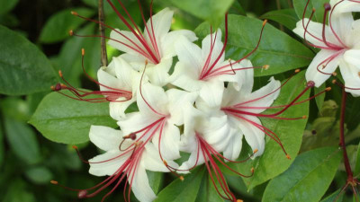 2013-07-06-2684_R.arborescens_C.W.Galle.jpg