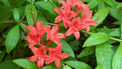 2013-07-06-2688_R.prunifolium.jpg