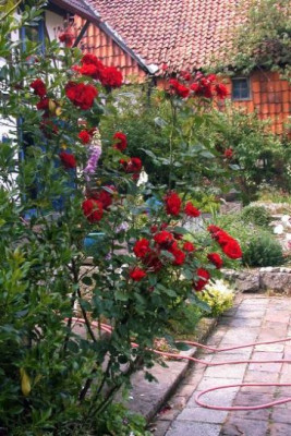 Rose_von_Scharffenberg_6003.jpg