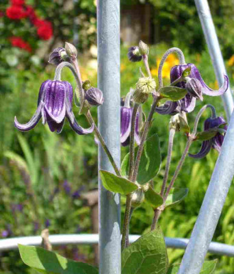Clematis-Fascination.13-1.a.jpg