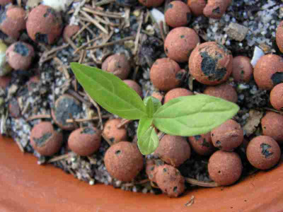 spigelia-vielleicht-51.jpg