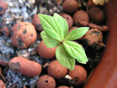 spigelia-vielleicht-53.jpg
