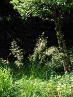 deschampsia-56.jpg