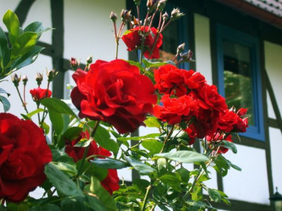 Rose_von_Scharffenberg_2002.jpg