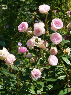 Rose-MozartsLady.13-1a.jpg