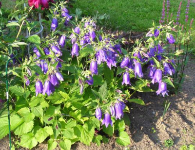 Campanula_kl.jpg