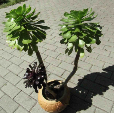 Aonien_130707.jpg