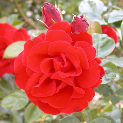 Rose_von_Scharffenberg_5002.jpg