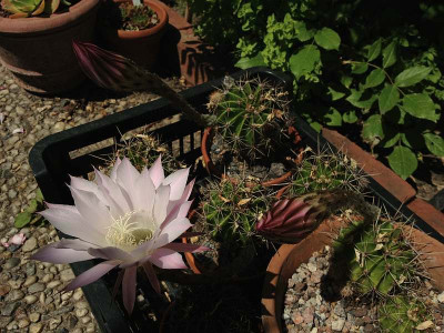 echinopsis-ex-amur_20130706_zg.jpg