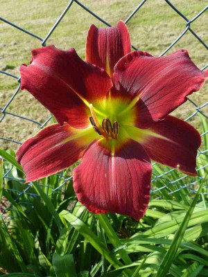 Red_Boomerang_P10705451.jpg