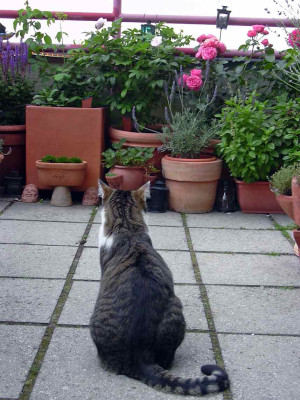 Elwood_schaut.jpg
