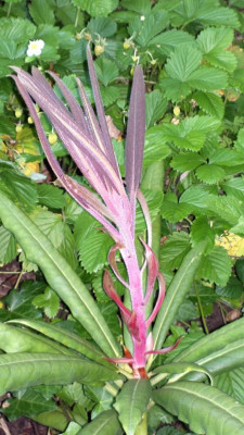 2013-07-08-2724_R.magniflorum.jpg