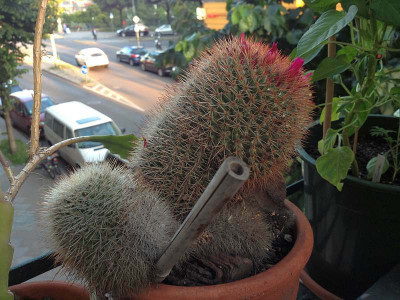 mammillaria_20130703_zg.jpg