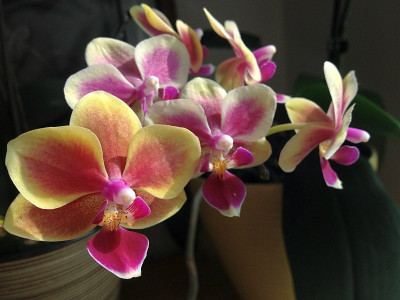 mini-phal_mit-duft_2013_zg.jpg