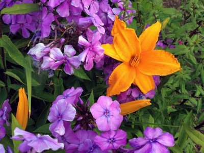 phlox_20130708_zg.jpg