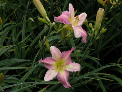 Taglilie.13.7.2012-3.jpg