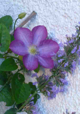 Clematis-Jenny.13-1a.jpg