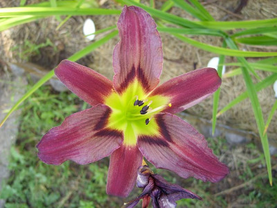6d18_2012.jpg