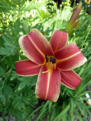 Ribbonette_P10705991.jpg