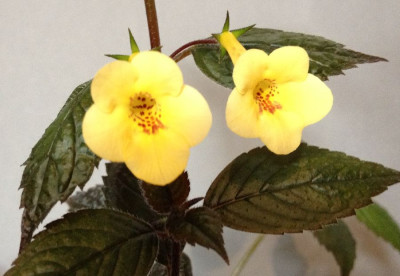 Achimenes_Yellow_Beauty_07-2013_900x900_80KB.jpg