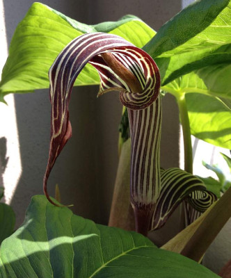 Arisaema_fargesii_07-2013_900x900_80KB.jpg