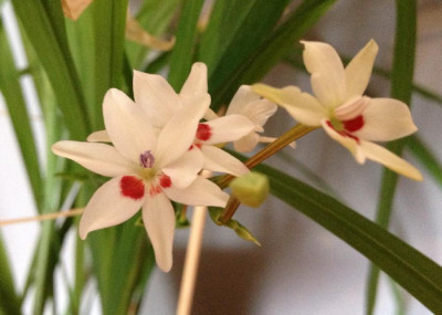Anomatheca_laxa_alba_07-2013_900x900_80KB.jpg
