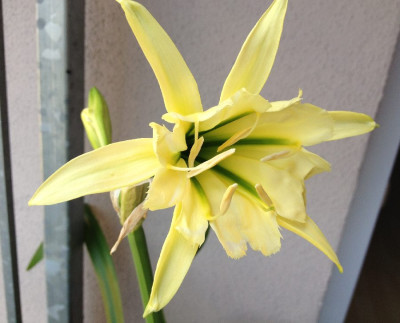 Hymenocallis_Sulphur_Queen_07-2013_900x900_80KB.jpg