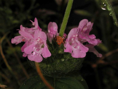 Clinopodium_vulgare.jpg
