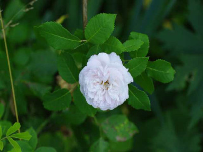 IMGP7143.JPG