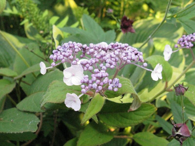 Hydrangea_longipes_pur.jpg