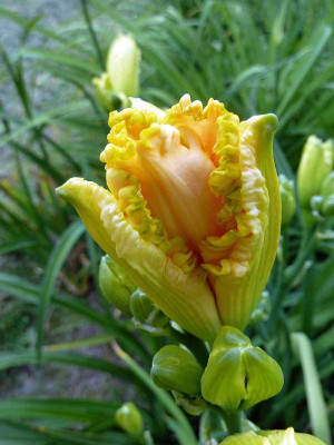 GT10-GA1bc_Golden_Tentacles_X_Holy_Guacamole_P10706071.jpg
