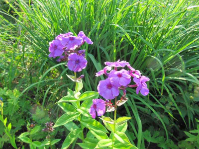 Amethyst_130708.jpg