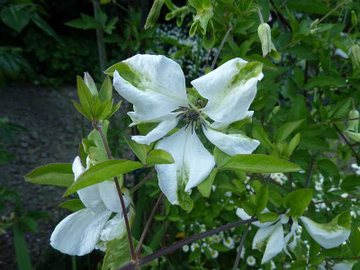 Clematis_viticella_Alba_Luxurians_P10706021.jpg