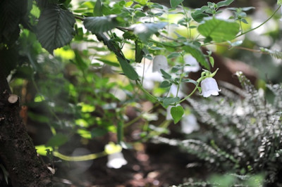 Codonopsis_clematidea.jpg