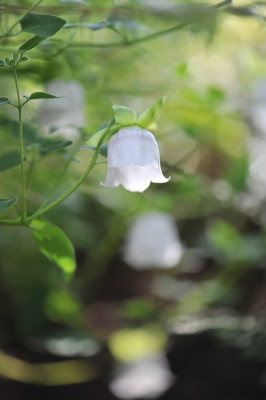 Codonopsis_clematidea_Juli.jpg