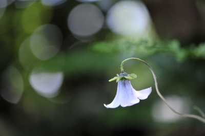 Codonopsis_ovata.jpg