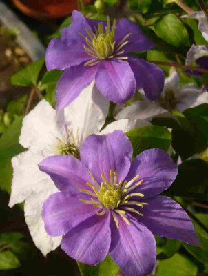 Clematis-unbekannt.BlueAngel.jpg