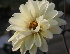 Dahlia_Swan_Lake_Classic_21.jpg