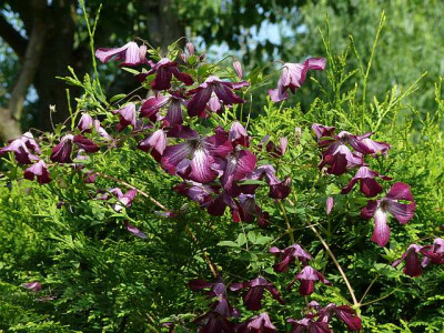 clematis_walenburg_2013-07-10_002.jpg